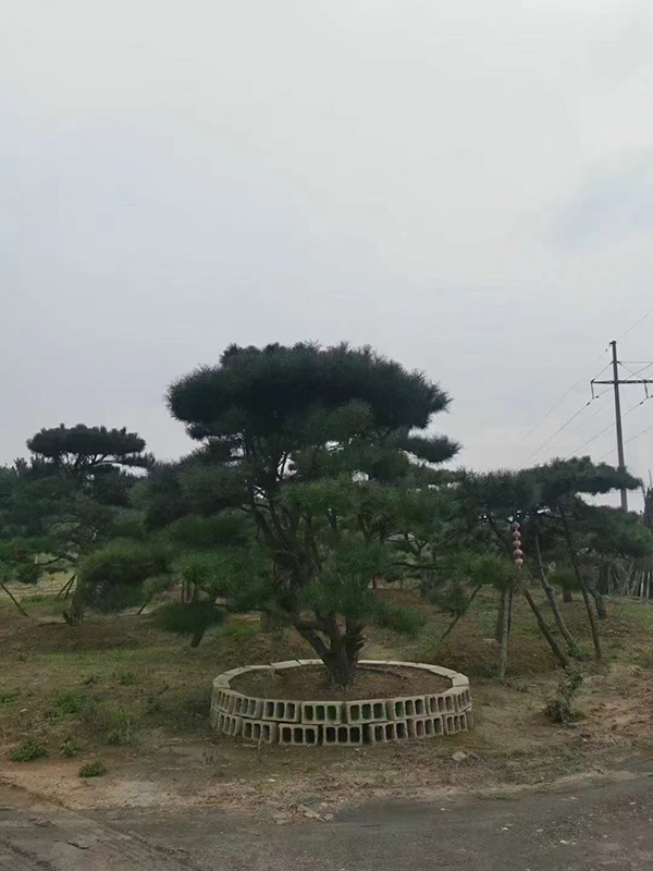 造型松