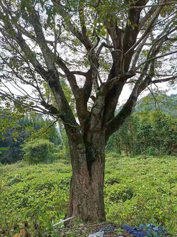 古樹