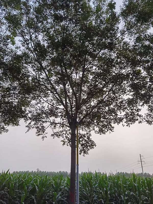 國槐
