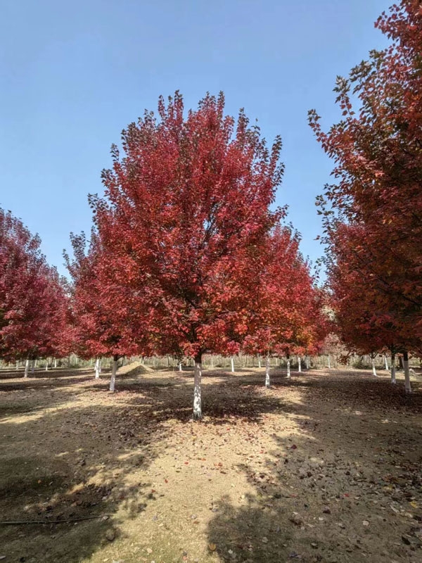 美國紅楓