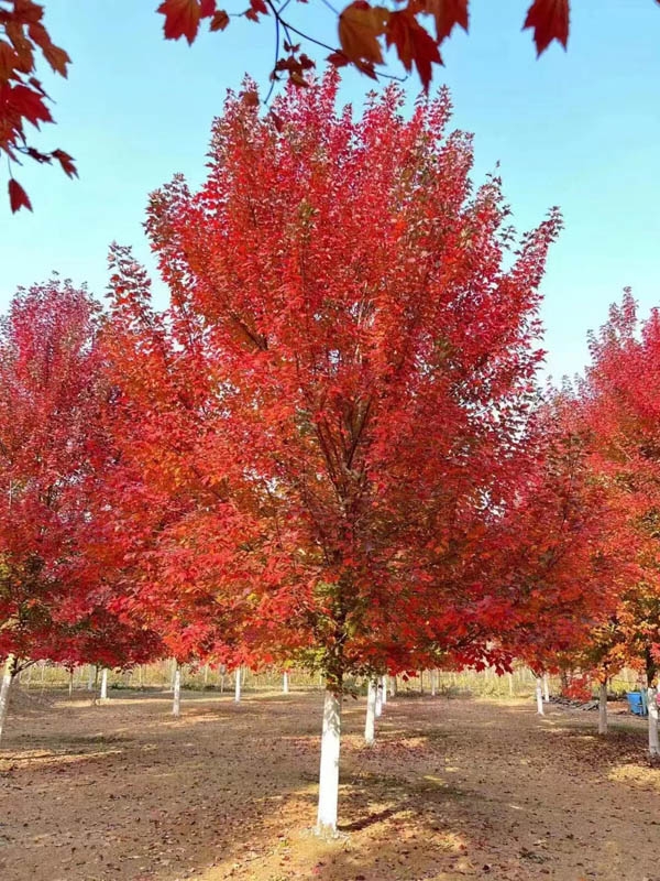 美國紅楓