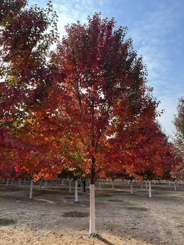 美國紅楓