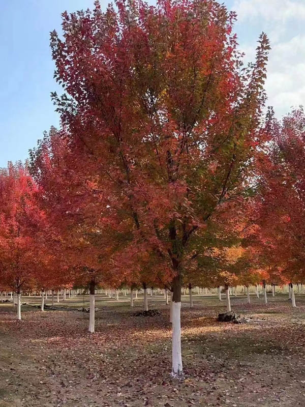 美國紅楓