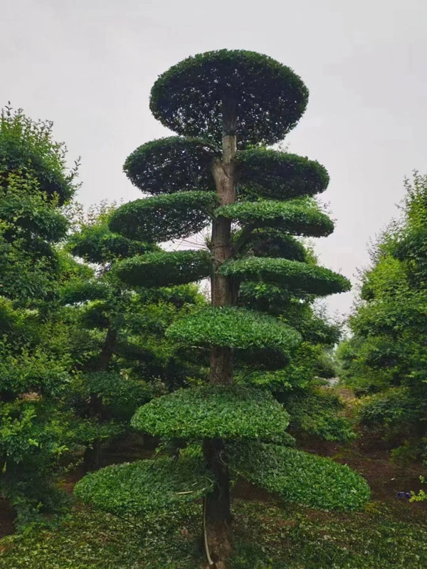 造型松