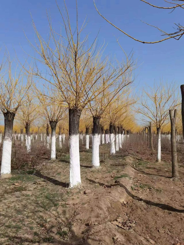金枝槐